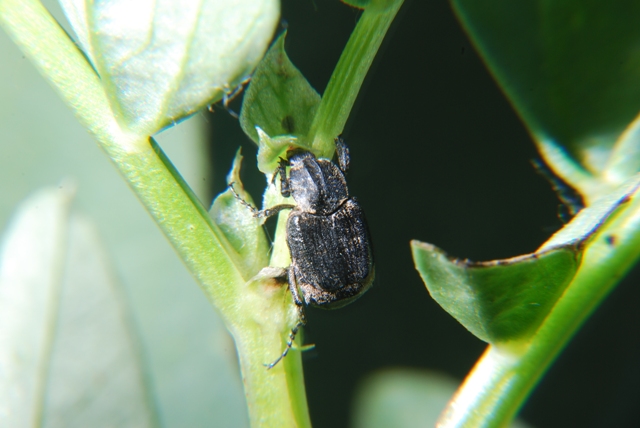 Altro sconosciuto: Valgus hemipterus